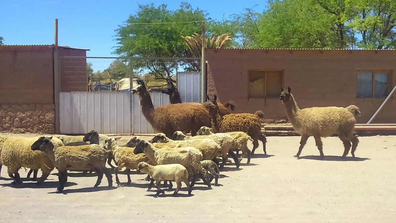 Cabana Laynaturi San Pedro de Atacama Bagian luar foto